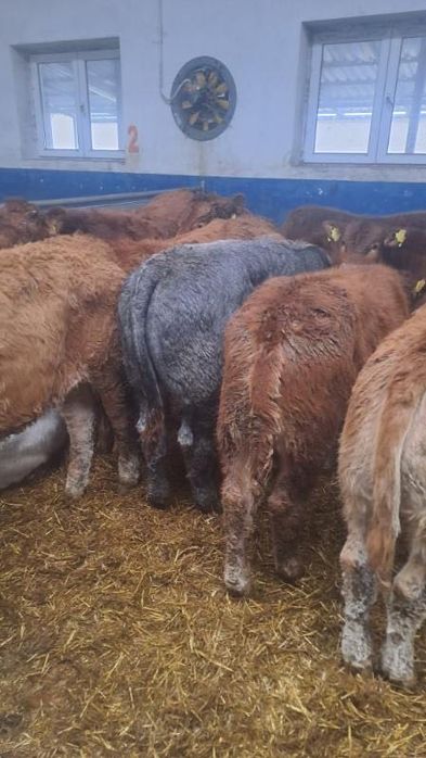 Sprzedam cielaki mięsne Cała Polska