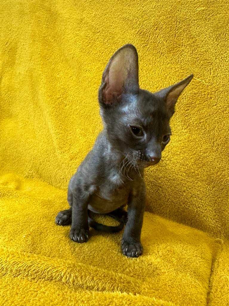 CORNISH REX - Dostępny kocurek o imieniu MAGIC Hodowla: MatiMalwa*PL