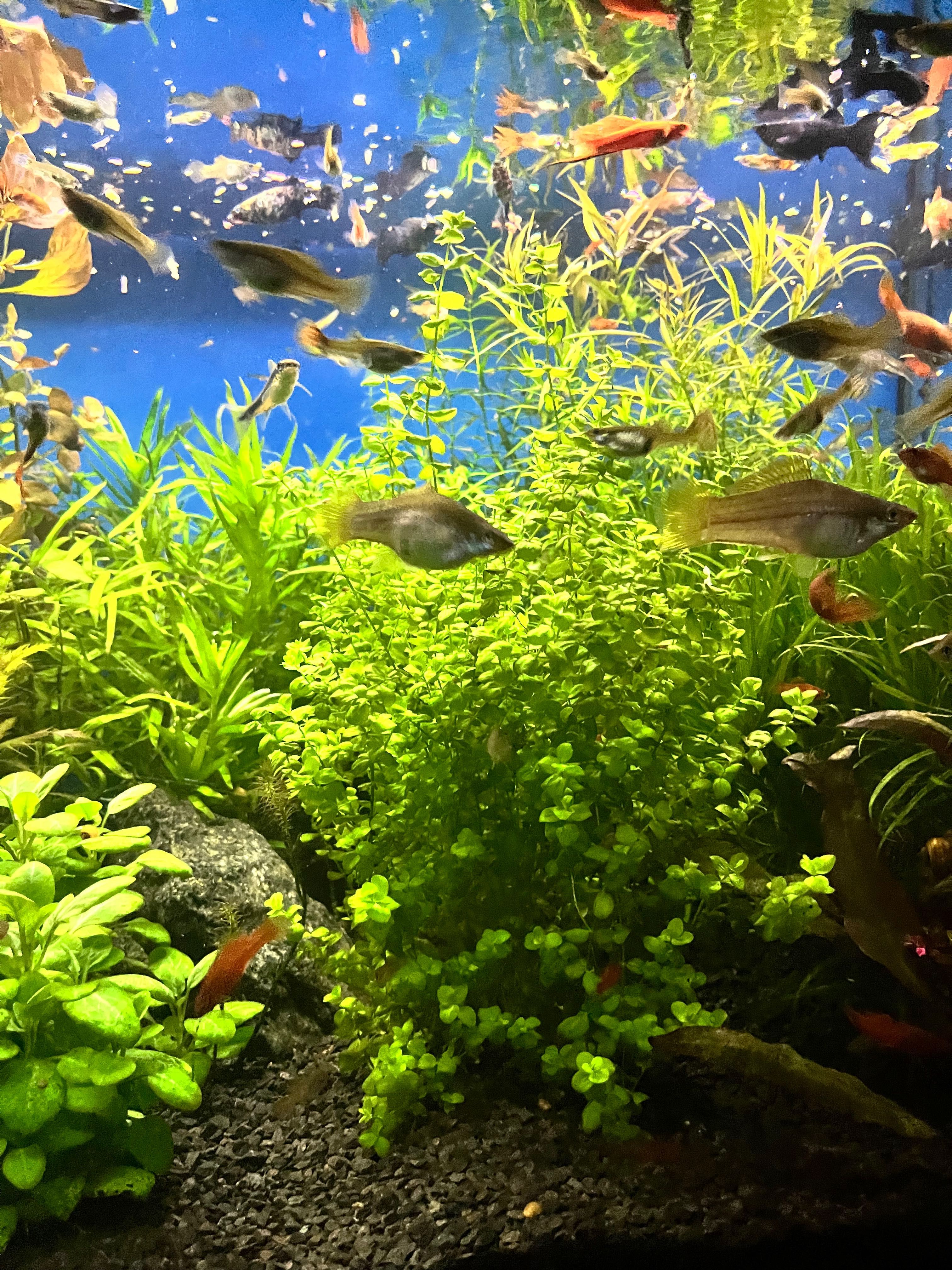 Rośliny akwariowe - Micranthemum umbrosum