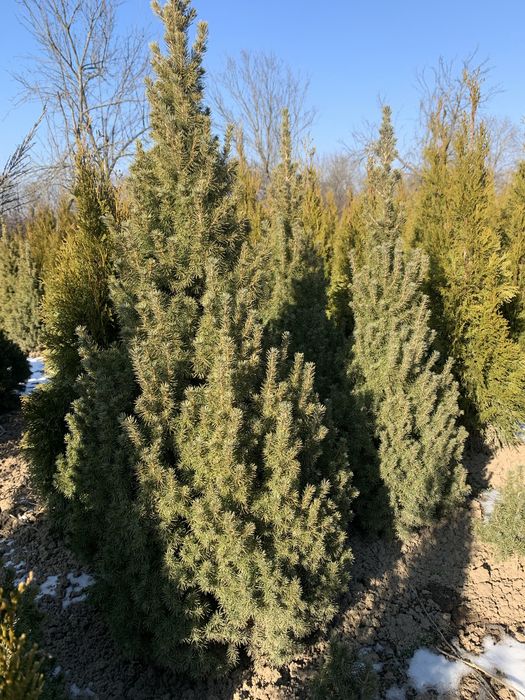Ялинка Коніка продам насадження