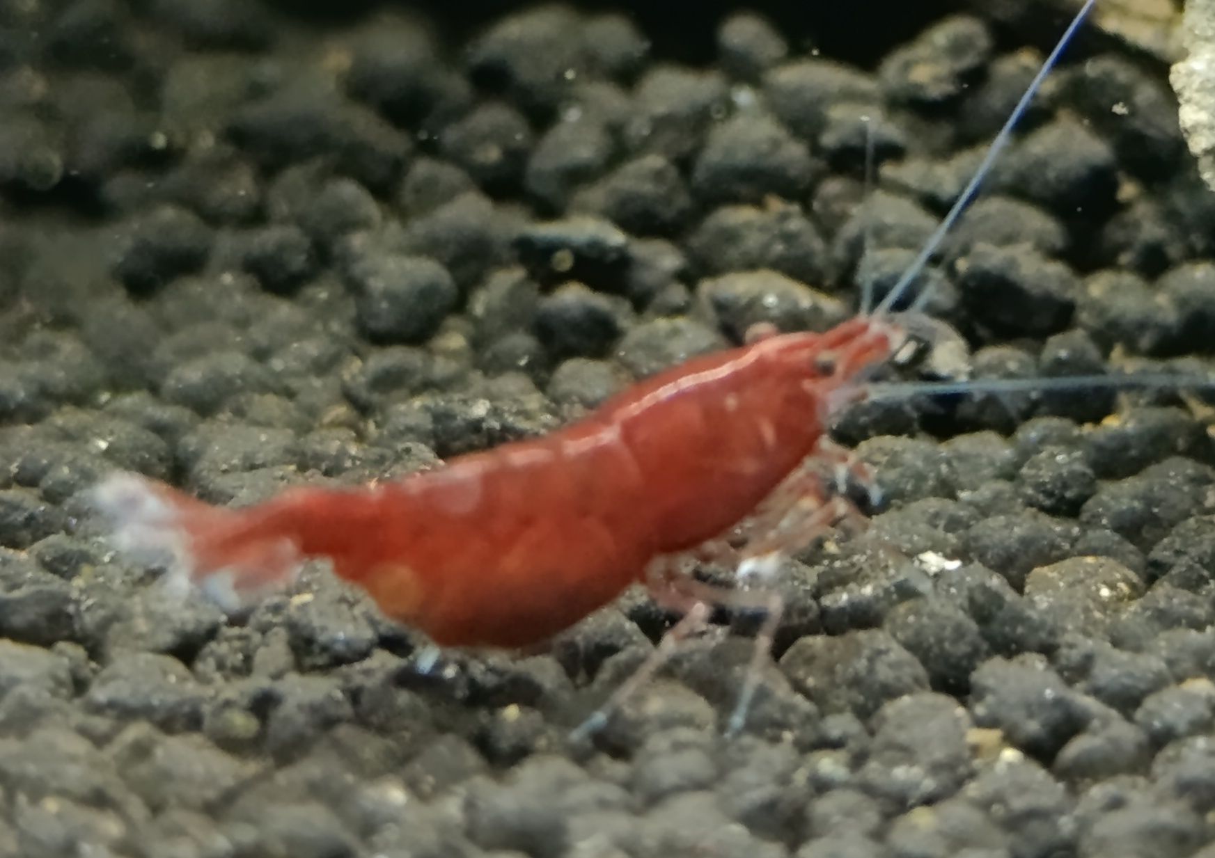Krewetki Bloody Mary Neocaridina z wody kranowej