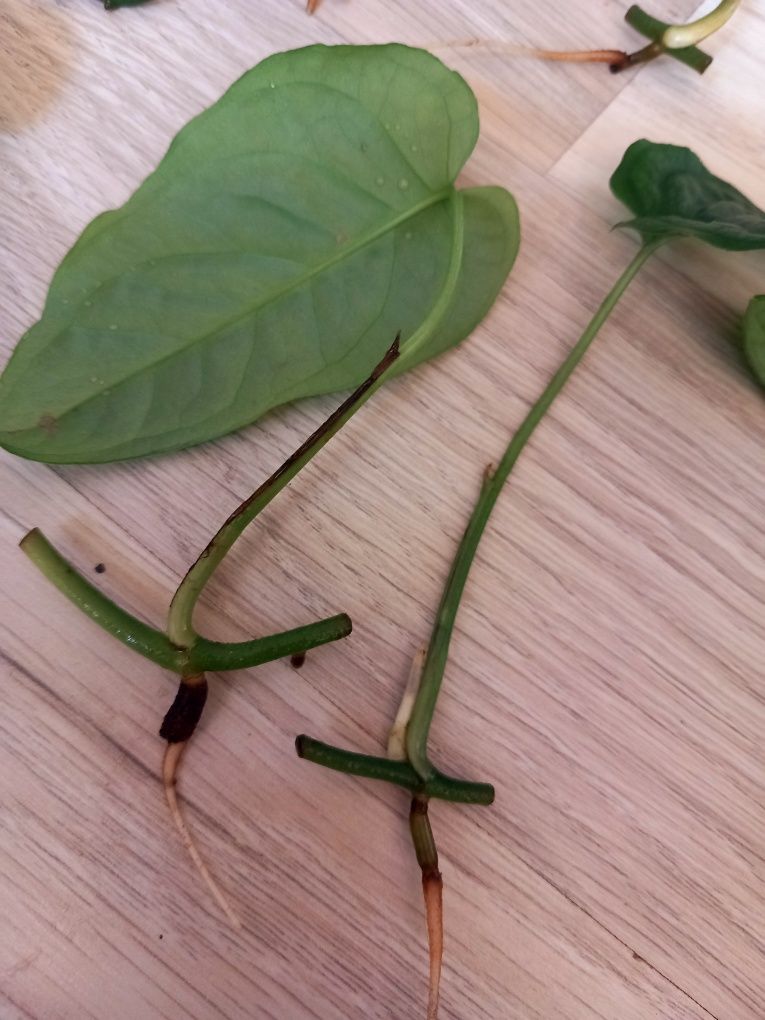 Monstera siltepecana
