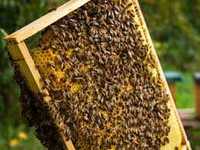 odkłady pszczele , matki pszczele , całe rodziny