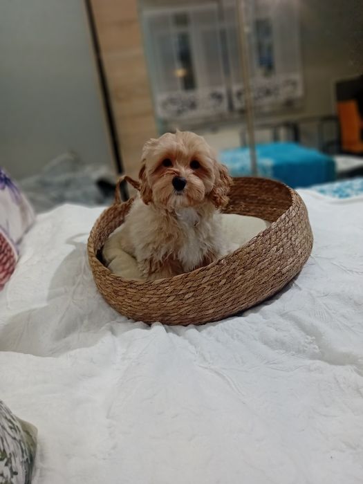 Maltipoo ,maltańczyk &pudel toy suczka