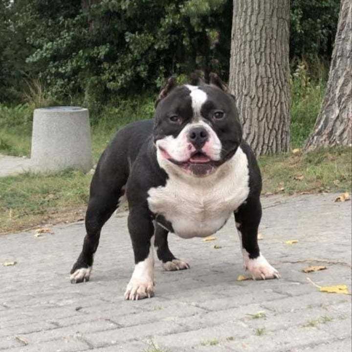 American bully suczka ABKC