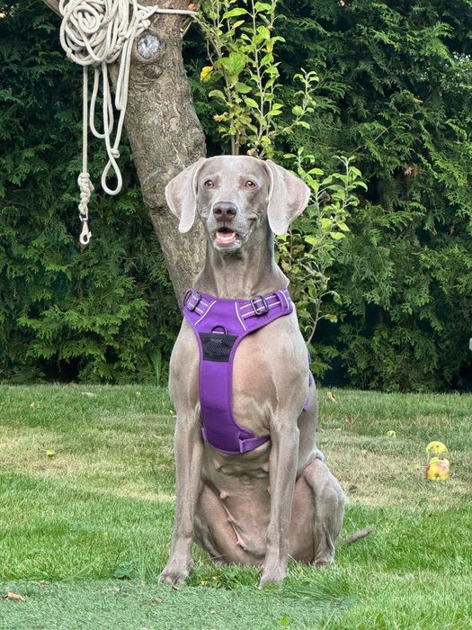 Wyżeł Weimarski szczenię