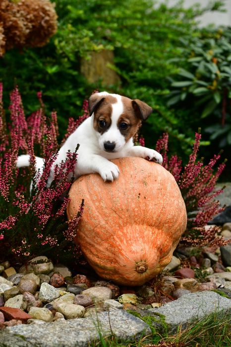 Piękna suczka Jack Russell Terrier
