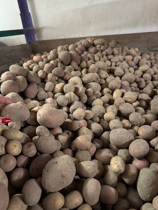 Дрібна картопля для худоби