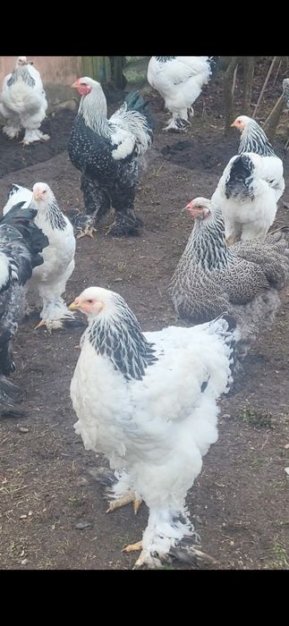 Инкубационное яйцо светлой (Колумбийской) и тёмной брамы, куры брама