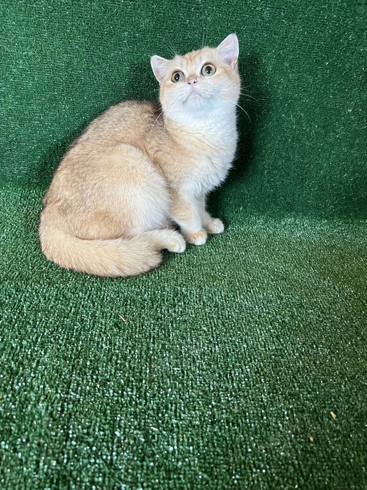 Британець золота шиншила bri by 11 терміново