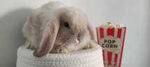Mini Lop królik gotowe do zmiany domu