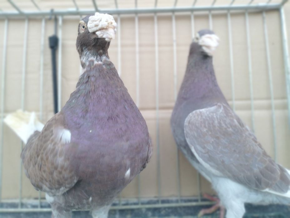 Gołębie Staropolskie