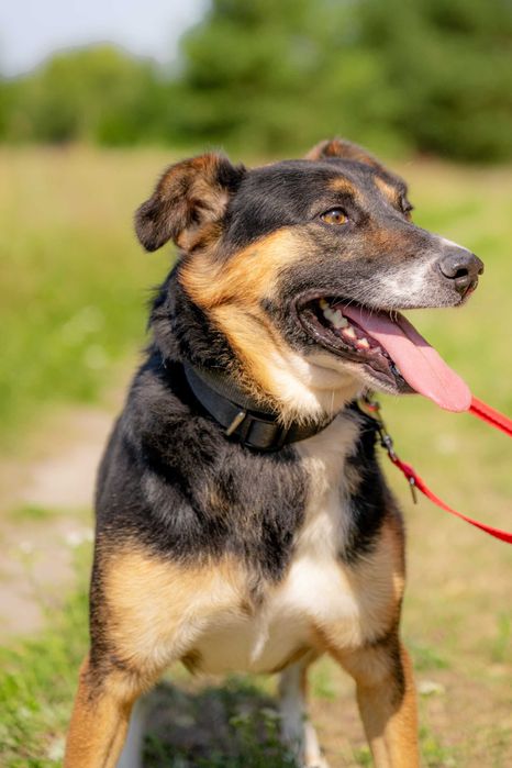 Balto szuka domu
