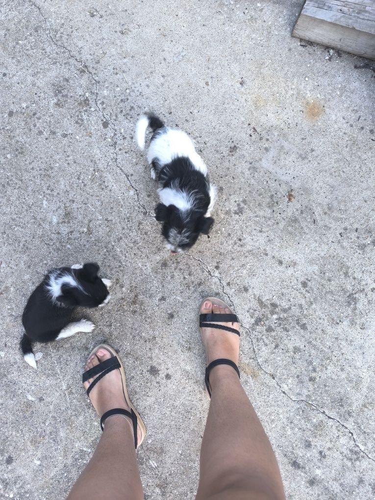 Cães de porte pequeno