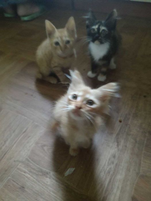 Отдам котят в хорошие добрые руки