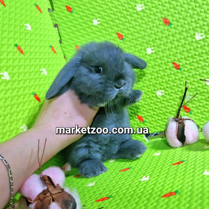 Карликовий міні кролик висловухий баранчик mini lop блакитний голубой