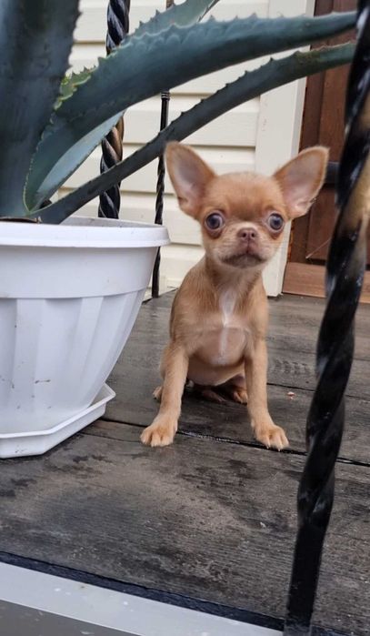 Солоденька цукерочка