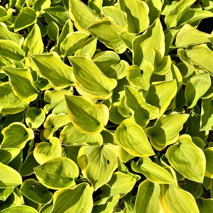 Funkia Hosta 'Golden Tiara' W DONICZCE 2.0L Jasne liście