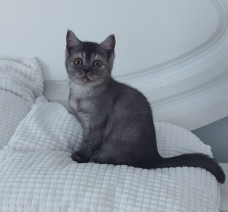 Gatinha British Shorthair Silver