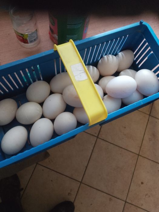 Sprzedam jaja lęgowe kaczki staropolskiej mix z dworka