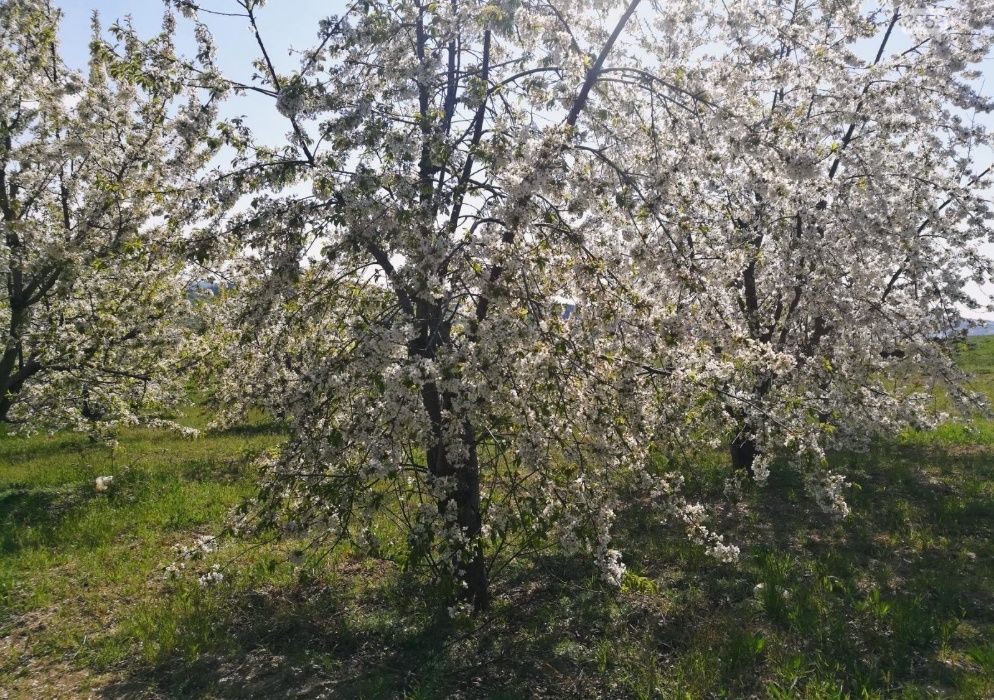 Земельный участок с. Бендюговка, Кагарлыкский район.