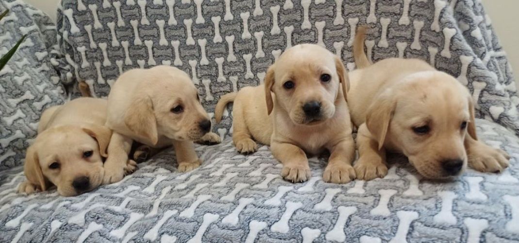 Piesek rasy Labrador