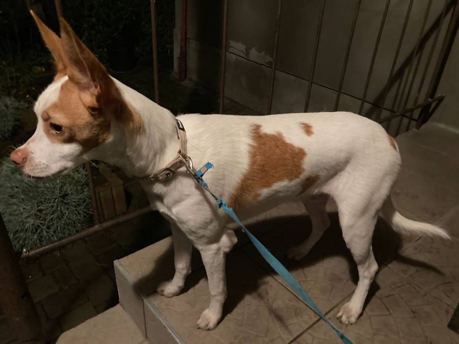 Віддамо в добрі руки породиста Поденко Андалуз