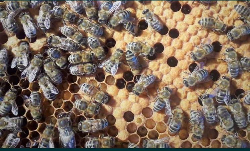 Продам бджоли, бджолопакети, бджолосім'ї та матки.