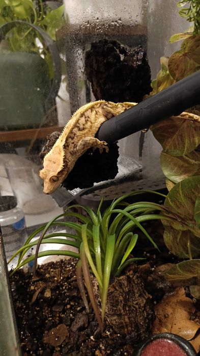 Gekon orzęsiony z terrarium