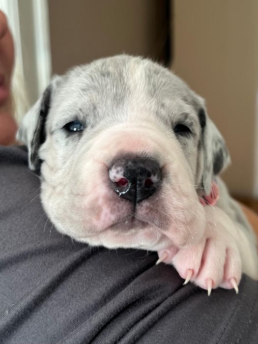 Dogue alemao macho com Lop