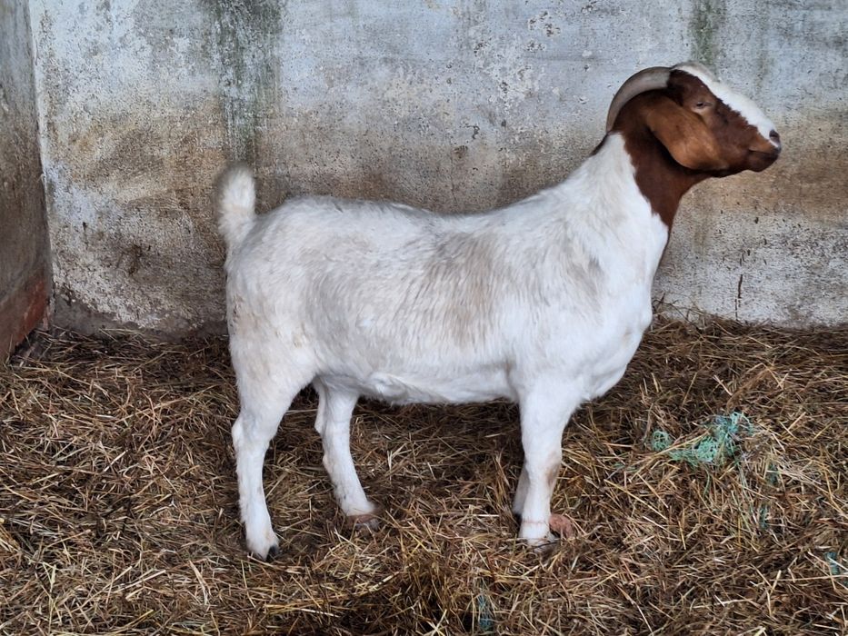 Cabra Boer Pura.
