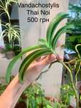 Орхідея Ванда квітуча Vanda Aerides Flabellata Максілярія Maxillaria