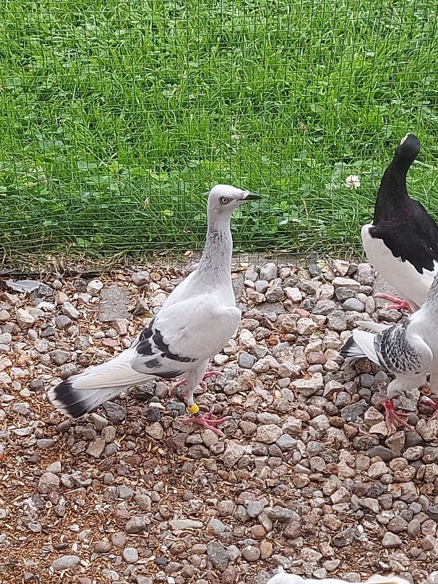 Srebrniaki,Pasiaki,Jarzebiak