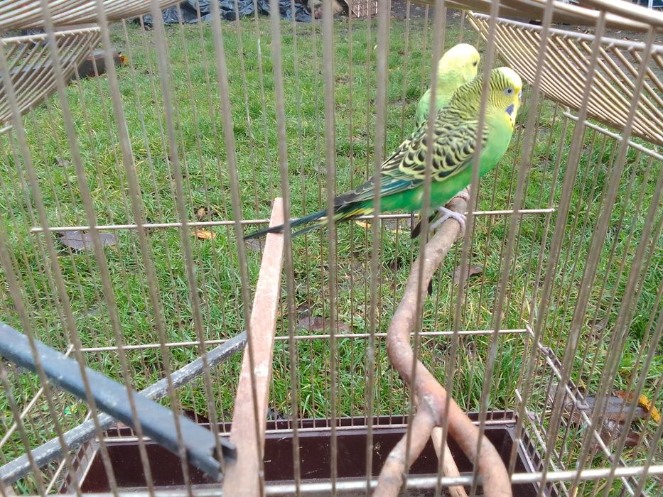 Papugi faliste z klatką