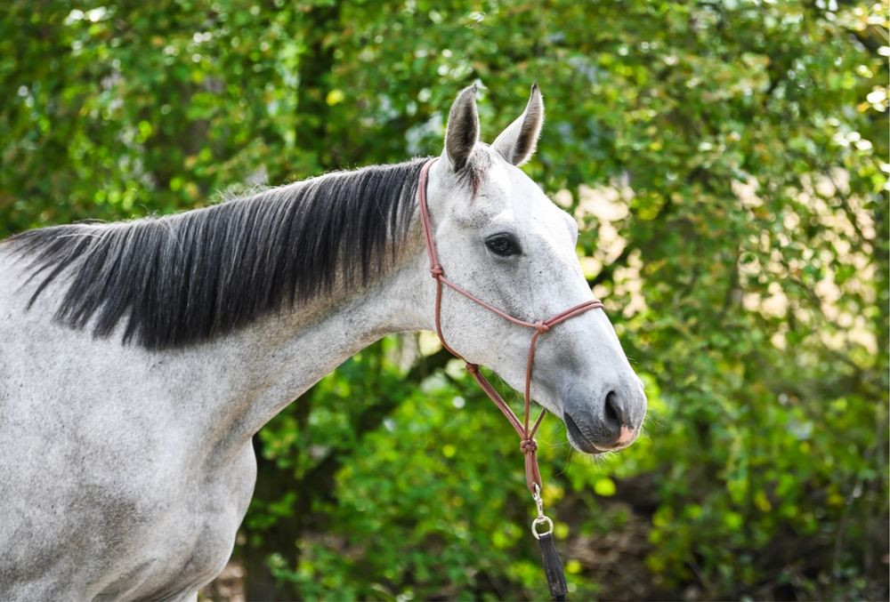 Wałach 2,5 roku po Corazon NW