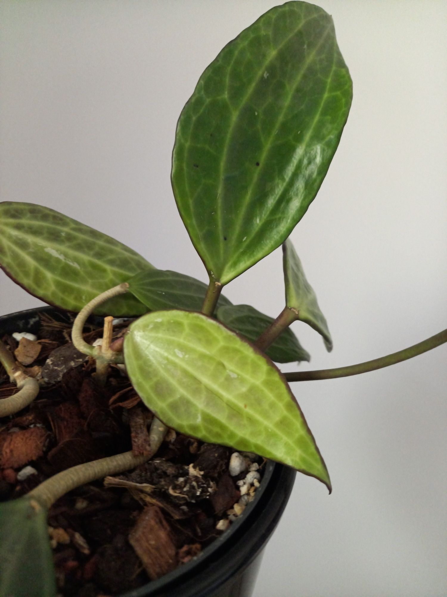 Hoya Macrophylla dwie sadzonki