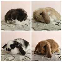 Króliki Mini -Lop