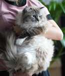 3 letni kocurek felinoterapia wykastrowany ragdoll
