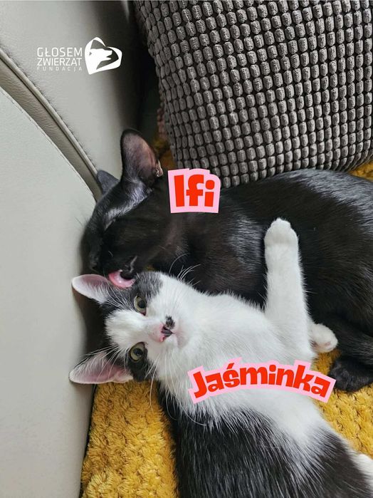 Ifi i Afi - małe kotki do adopcji