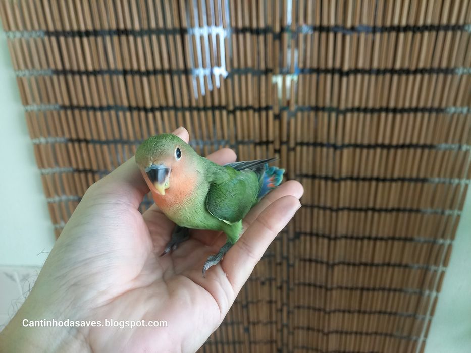 Roseicollis criados à mão