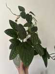 Monstera Karstenianum Epipremnum Marble Planet