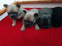 buldog francuski samce