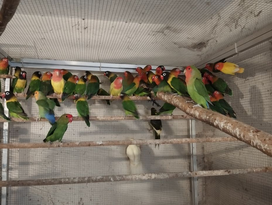 Nierozłączki czerwonoczelne