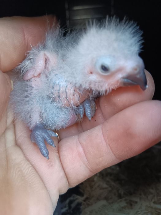 Loris para criara a mão