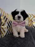 Śliczna piesek shih-tzu