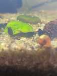 Camaroes/ neocaridinas green jade