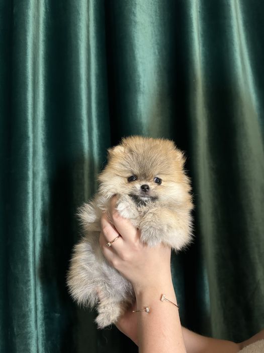 Мини померанский шпиц девочка