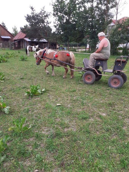Sprzedam konia, kobyłkę w wieku 10 lat.