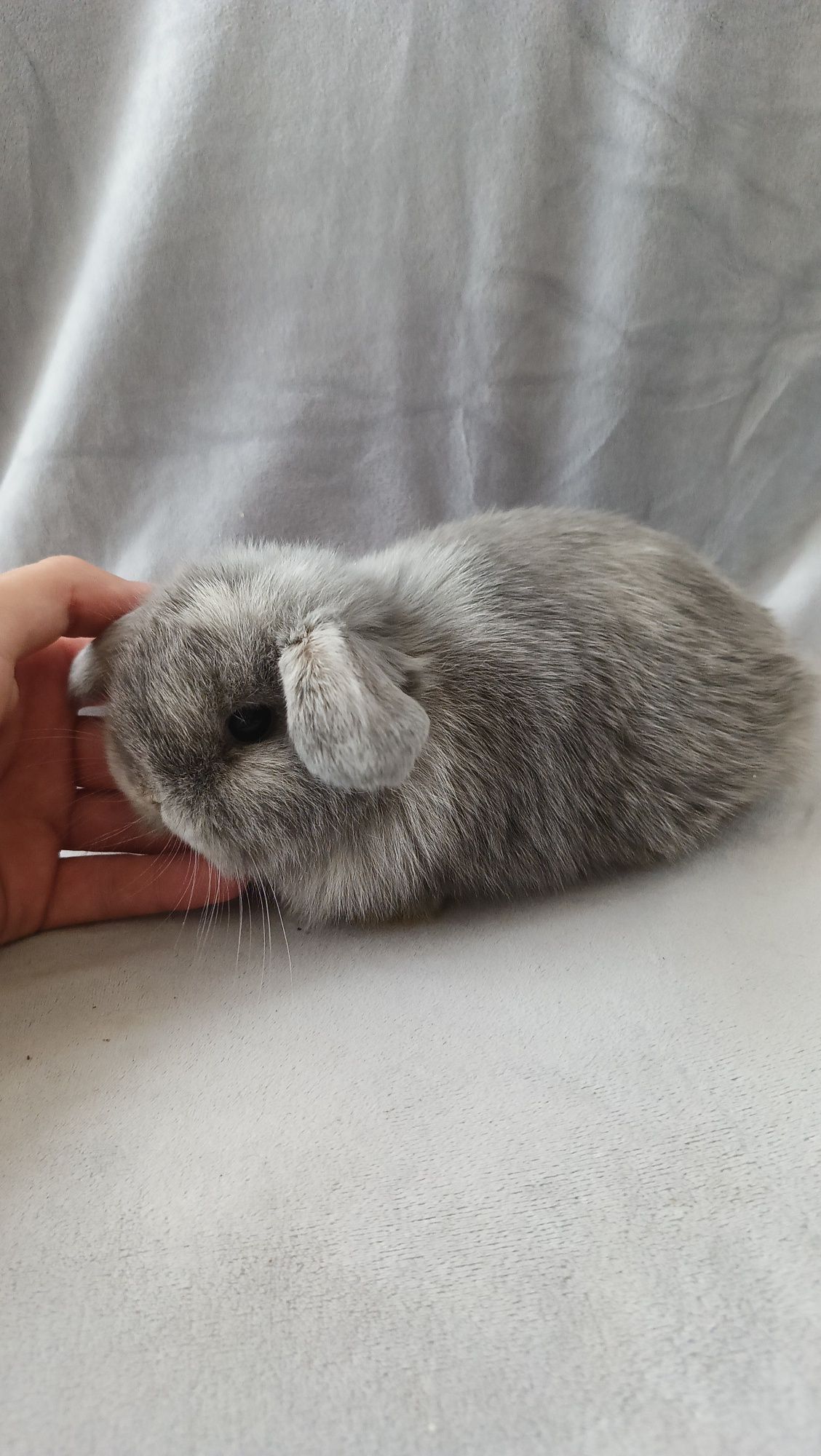 Mini lop króliki karzełek miniaturka baranek