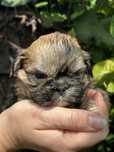 Shih tzu piesek zloty